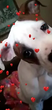 This live wallpaper depicts an adorable brown and white boxer dog wearing a white tank top, singing passionately while sitting on a couch