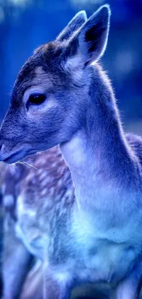This phone live wallpaper features a stunning close-up of a deer with a blurry background, captured in beautiful blue light