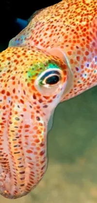 This phone live wallpaper displays a mesmerizing close up of a colorful and spotted squid floating in the ocean