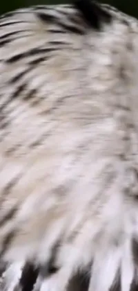 The Phone Live Wallpaper showcases an exceptional close-up of a bird of prey mid-flight
