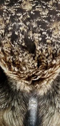 This owl-themed phone live wallpaper features an up-close view of a majestic bird with captivating red eyes