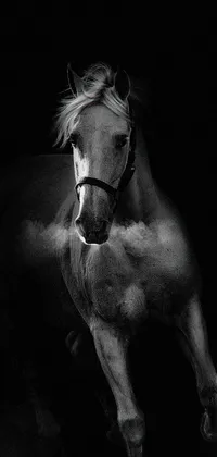 This live wallpaper for your phone showcases a black and white photograph of a stunning horse, with its white hair effectively standing out against the dark background