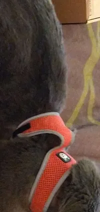 This live wallpaper features an adorable cat wearing a harness and named Pepper