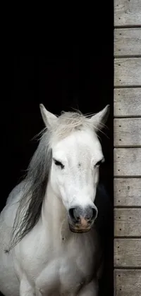 This phone live wallpaper showcases a close up portrait photo of a white horse positioned elegantly in the doorway of a barn