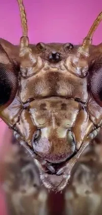 Snout Invertebrate Arthropod Live Wallpaper