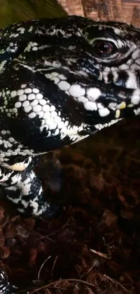 This phone live wallpaper features a close-up shot of a 2-years-old African argonian lizard