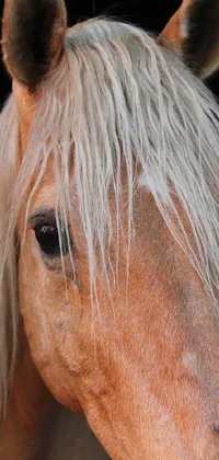 This horse live wallpaper is a stunning depiction of a horse in close-up with realistic details