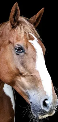Looking for a stunning live wallpaper for your phone? Look no further than this gorgeous horse portrait featuring a brown and white equine against a sleek black background