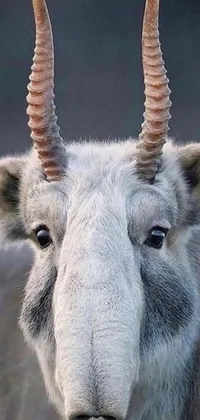 This phone live wallpaper features an up-close view of a majestic goat with long horns