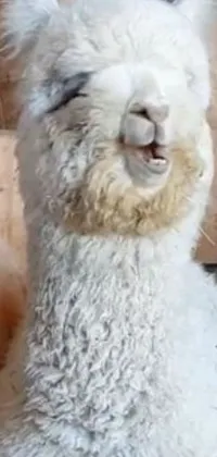 This live phone wallpaper features two adorable llamas sitting next to each other against a background of scrolling Reddit posts