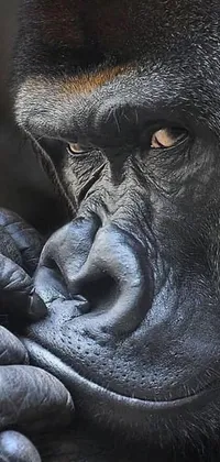 This phone live wallpaper features a close-up shot of a thoughtful gorilla's face and hands on a black background