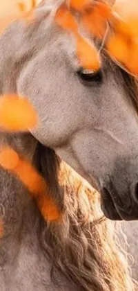 This horse live wallpaper features a stunning portrait of a horse standing in a grassy field with a vibrant orange background