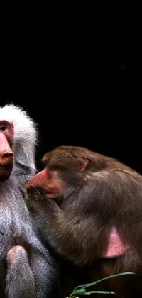 This stunning live wallpaper for your phone features an endearing image of two monkeys sitting together on a black background