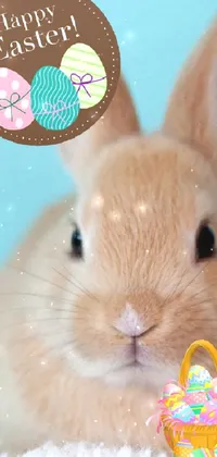 Snout Whiskers Circle Live Wallpaper