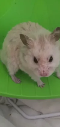 This delightful live wallpaper features a cute white hamster sitting on top of a green plate and nibbling on a piece of carrot or lettuce