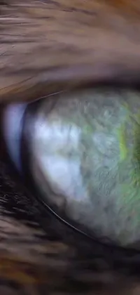 This Android live wallpaper showcases a close-up of a green-eyed cat in an extreme full-body shot taken from a nature documentary