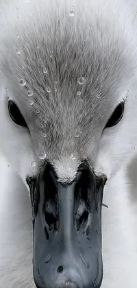 This phone live wallpaper showcases a close-up of a photorealistic duck with water droplets on its head