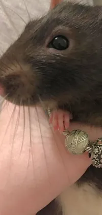Snout Whiskers Hand Live Wallpaper