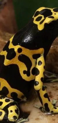 This phone live wallpaper features a delightful yellow and black frog perched on a smooth rock
