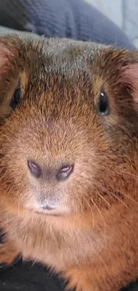 This live phone wallpaper features a close-up shot of a guinea pig being petted by a happy person