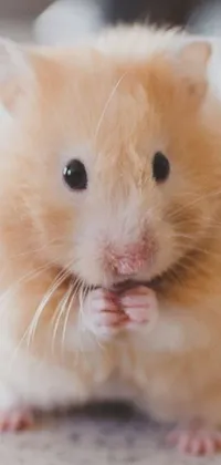 Snout Whiskers Peach Live Wallpaper