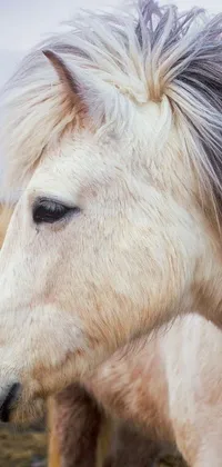 This stunning phone live wallpaper showcases a close-up of a majestic horse with white gorgeous hair, standing peacefully in a lush green field