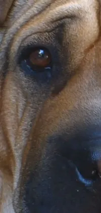 This stunning smartphone live wallpaper presents a high detailed close-up of a dog's face captured by a talented artist