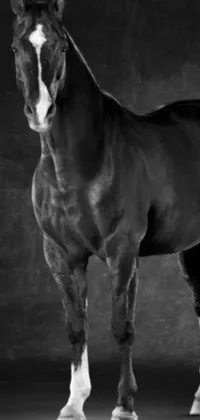This phone live wallpaper showcases a stunning black and white photo of a regal horse, captured in elegant, artful photography