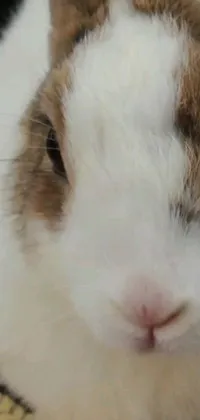 This live wallpaper features a close-up of a brown and white rabbit, with a front view of its adorable face, including its twitching nose and furry ears