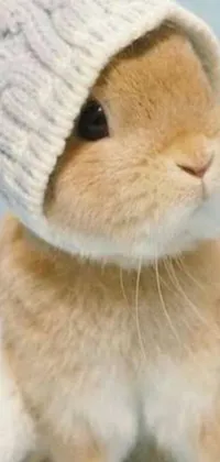This live wallpaper showcases a delightful close up of a hat-wearing rabbit - a trending picture on Reddit