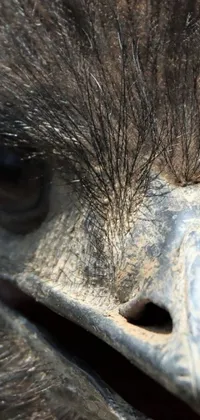 This stunning phone live wallpaper features a captivating close-up shot of an ostrich's face, showcasing its striking features and intricate patterns