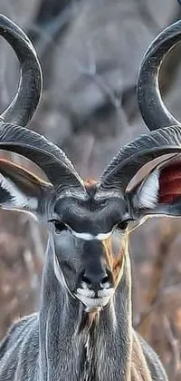 This live wallpaper for your phone features a realistic painting of a majestic antelope with striking horns