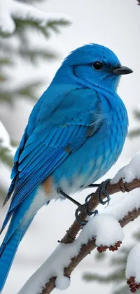 Snow Bird Blue Live Wallpaper
