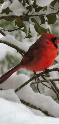 Snow Bird Cardinal Live Wallpaper