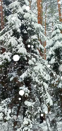 Snow Branch Twig Live Wallpaper