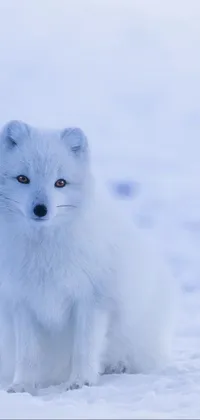 Snow Carnivore Arctic Fox Live Wallpaper