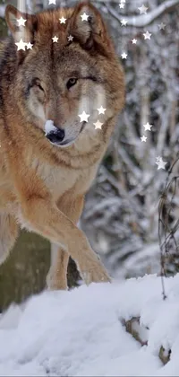 Wolf  Live Wallpaper