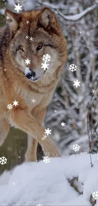 Snow Carnivore Felidae Live Wallpaper
