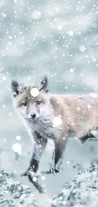 winter fox Live Wallpaper