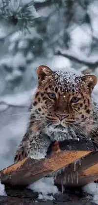 Snow Carnivore Leopard Live Wallpaper