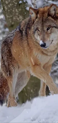 Snow Carnivore Whiskers Live Wallpaper