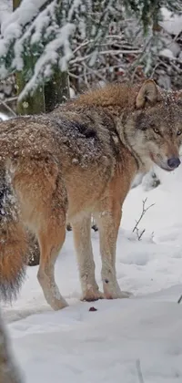 Add some descriptive phrases and use keywords to describe the phone live wallpaper featuring a stern-looking wolf standing in the snow next to a tree