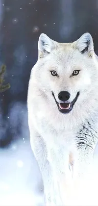 3d wolf Live Wallpaper