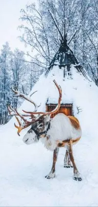 Snow Deer Elk Live Wallpaper