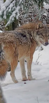 Snow Dog Carnivore Live Wallpaper