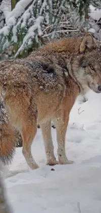 Wolf sees you 👀  Live Wallpaper