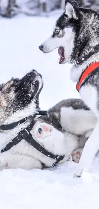 husky puppies in snow wallpaper