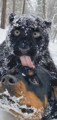 Snow Dog Dog Breed Live Wallpaper