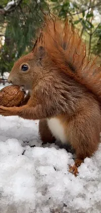 Snow Eurasian Red Squirrel Rodent Live Wallpaper