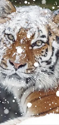 This phone live wallpaper showcases a stunning close-up of a majestic tiger in the snow
